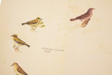 Das grosse Vogelbuch des Olof Rudbeck d. J. – Universitetsbibliotek Uppsala (Uppsala, Schweden) Faksimile