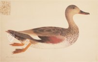 Das grosse Vogelbuch des Olof Rudbeck d. J. – Universitetsbibliotek Uppsala (Uppsala, Schweden) Faksimile