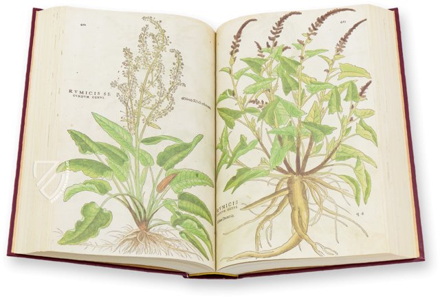 De Historia Stirpium - Leonhart Fuchs – Aboca Museum – Biblioteca Antiqua di Aboca Museum (Sansepolcro, Italien)