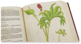 De Historia Stirpium - Leonhart Fuchs – Aboca Museum – Biblioteca Antiqua di Aboca Museum (Sansepolcro, Italien)