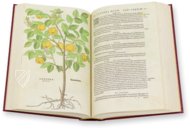 De Historia Stirpium - Leonhart Fuchs – Aboca Museum – Biblioteca Antiqua di Aboca Museum (Sansepolcro, Italien)