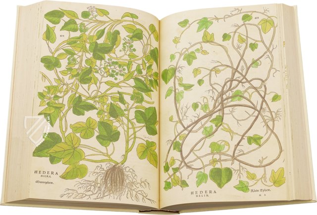 De Historia Stirpium - Leonhart Fuchs – Aboca Museum – Biblioteca Antiqua di Aboca Museum (Sansepolcro, Italien)