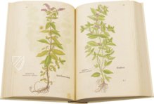 De Historia Stirpium - Leonhart Fuchs – Aboca Museum – Biblioteca Antiqua di Aboca Museum (Sansepolcro, Italien)