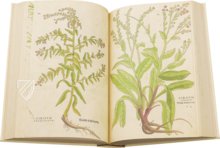 De Historia Stirpium - Leonhart Fuchs – Aboca Museum – Biblioteca Antiqua di Aboca Museum (Sansepolcro, Italien)