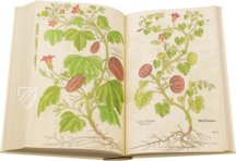 De Historia Stirpium - Leonhart Fuchs – Aboca Museum – Biblioteca Antiqua di Aboca Museum (Sansepolcro, Italien)