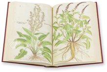 De Historia Stirpium - Leonhart Fuchs – Aboca Museum – Bibliotheca Antiqua di Aboca Museum (Sansepolcro, Italien) De Historia Stirpium - Leonhart Fuchs – Aboca Museum – Bibliotheca Antiqua di Aboca Museum (Sansepolcro, Italien)