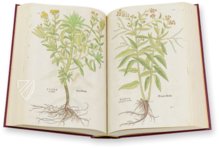 De Historia Stirpium - Leonhart Fuchs – Aboca Museum – Bibliotheca Antiqua di Aboca Museum (Sansepolcro, Italien) De Historia Stirpium - Leonhart Fuchs – Aboca Museum – Bibliotheca Antiqua di Aboca Museum (Sansepolcro, Italien)