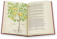 De Historia Stirpium - Leonhart Fuchs – Aboca Museum – Bibliotheca Antiqua di Aboca Museum (Sansepolcro, Italien) De Historia Stirpium - Leonhart Fuchs – Aboca Museum – Bibliotheca Antiqua di Aboca Museum (Sansepolcro, Italien)