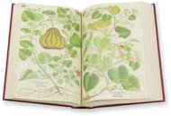 De Historia Stirpium - Leonhart Fuchs – Aboca Museum – Bibliotheca Antiqua di Aboca Museum (Sansepolcro, Italien) De Historia Stirpium - Leonhart Fuchs – Aboca Museum – Bibliotheca Antiqua di Aboca Museum (Sansepolcro, Italien)