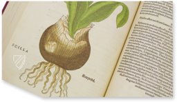 De Historia Stirpium - Leonhart Fuchs – Aboca Museum – Bibliotheca Antiqua di Aboca Museum (Sansepolcro, Italien) De Historia Stirpium - Leonhart Fuchs – Aboca Museum – Bibliotheca Antiqua di Aboca Museum (Sansepolcro, Italien)