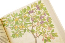 De Historia Stirpium - Leonhart Fuchs – Aboca Museum – Bibliotheca Antiqua di Aboca Museum (Sansepolcro, Italien) De Historia Stirpium - Leonhart Fuchs – Aboca Museum – Bibliotheca Antiqua di Aboca Museum (Sansepolcro, Italien)