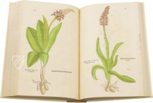 De Historia Stirpium - Leonhart Fuchs – Aboca Museum – Bibliotheca Antiqua di Aboca Museum (Sansepolcro, Italien) De Historia Stirpium - Leonhart Fuchs – Aboca Museum – Bibliotheca Antiqua di Aboca Museum (Sansepolcro, Italien)