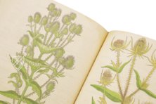 De Historia Stirpium - Leonhart Fuchs – Aboca Museum – Bibliotheca Antiqua di Aboca Museum (Sansepolcro, Italien) De Historia Stirpium - Leonhart Fuchs – Aboca Museum – Bibliotheca Antiqua di Aboca Museum (Sansepolcro, Italien)