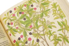 De Historia Stirpium - Leonhart Fuchs – Aboca Museum – Bibliotheca Antiqua di Aboca Museum (Sansepolcro, Italien) De Historia Stirpium - Leonhart Fuchs – Aboca Museum – Bibliotheca Antiqua di Aboca Museum (Sansepolcro, Italien)