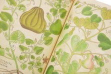 De Historia Stirpium - Leonhart Fuchs – Aboca Museum – Bibliotheca Antiqua di Aboca Museum (Sansepolcro, Italien) De Historia Stirpium - Leonhart Fuchs – Aboca Museum – Bibliotheca Antiqua di Aboca Museum (Sansepolcro, Italien)