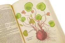 De Historia Stirpium - Leonhart Fuchs – Aboca Museum – Bibliotheca Antiqua di Aboca Museum (Sansepolcro, Italien) De Historia Stirpium - Leonhart Fuchs – Aboca Museum – Bibliotheca Antiqua di Aboca Museum (Sansepolcro, Italien)