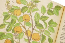 De Historia Stirpium - Leonhart Fuchs – Aboca Museum – Bibliotheca Antiqua di Aboca Museum (Sansepolcro, Italien) De Historia Stirpium - Leonhart Fuchs – Aboca Museum – Bibliotheca Antiqua di Aboca Museum (Sansepolcro, Italien)