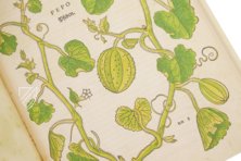 De Historia Stirpium - Leonhart Fuchs – Aboca Museum – Bibliotheca Antiqua di Aboca Museum (Sansepolcro, Italien) De Historia Stirpium - Leonhart Fuchs – Aboca Museum – Bibliotheca Antiqua di Aboca Museum (Sansepolcro, Italien)