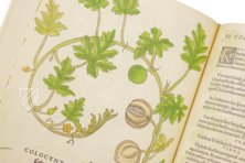 De Historia Stirpium - Leonhart Fuchs – Aboca Museum – Bibliotheca Antiqua di Aboca Museum (Sansepolcro, Italien) De Historia Stirpium - Leonhart Fuchs – Aboca Museum – Bibliotheca Antiqua di Aboca Museum (Sansepolcro, Italien)