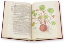 De Historia Stirpium - Leonhart Fuchs – Biblioteca Antiqua di Aboca Museum (Sansepolcro, Italien) Faksimile