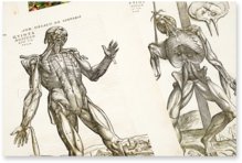 De Humani Corporis Fabrica - Andreas Vesalius – Biblioteka Uniwersytecka Mikołaj Kopernik w Toruniu (Toruń, Polen) Faksimile