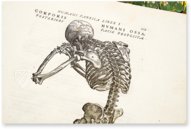 De Humani Corporis Fabrica - Andreas Vesalius – Orbis Pictus – Biblioteka Uniwersytecka Mikołaj Kopernik w Toruniu (Toruń, Polen)