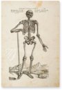 De Humani Corporis Fabrica - Andreas Vesalius – Orbis Pictus – Biblioteka Uniwersytecka Mikołaj Kopernik w Toruniu (Toruń, Polen)