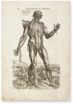 De Humani Corporis Fabrica - Andreas Vesalius – Orbis Pictus – Biblioteka Uniwersytecka Mikołaj Kopernik w Toruniu (Toruń, Polen)