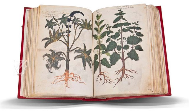 Dioscurides graeco-latinus – Chig. F.VII.1590 – Biblioteca Apostolica Vaticana (Vaticanstadt, Vaticanstadt) Faksimile