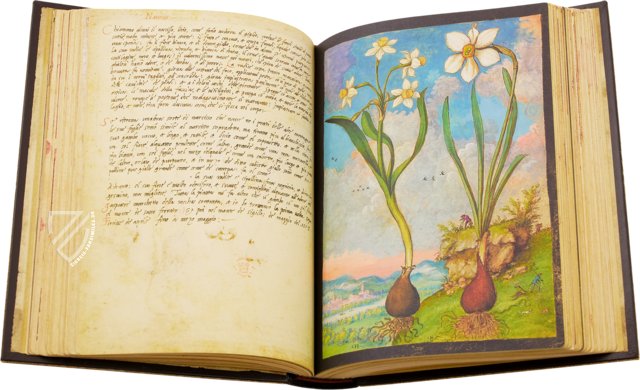 Dioskurides von Cibo und Mattioli – M. Moleiro Editor – Additional 22332 – British Library (London, Vereinigtes Königreich)