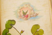 Dioskurides von Cibo und Mattioli – M. Moleiro Editor – Additional 22332 – British Library (London, Vereinigtes Königreich)
