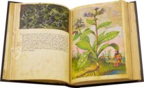 Dioskurides von Cibo und Mattioli – M. Moleiro Editor – Additional 22332 – British Library (London, Vereinigtes Königreich)
