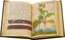 Dioskurides von Cibo und Mattioli – M. Moleiro Editor – Additional 22332 – British Library (London, Vereinigtes Königreich)