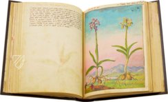 Dioskurides von Cibo und Mattioli – M. Moleiro Editor – Additional 22332 – British Library (London, Vereinigtes Königreich)
