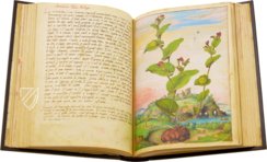 Dioskurides von Cibo und Mattioli – M. Moleiro Editor – Additional 22332 – British Library (London, Vereinigtes Königreich)