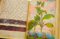 Dioskurides von Cibo und Mattioli – M. Moleiro Editor – Additional 22332 – British Library (London, Vereinigtes Königreich)