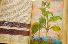 Dioskurides von Cibo und Mattioli – M. Moleiro Editor – Additional 22332 – British Library (London, Vereinigtes Königreich)