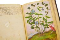 Dioskurides von Cibo und Mattioli – M. Moleiro Editor – Additional 22332 – British Library (London, Vereinigtes Königreich)