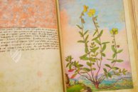 Dioskurides von Cibo und Mattioli – M. Moleiro Editor – Additional 22332 – British Library (London, Vereinigtes Königreich)