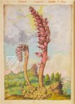 Dioskurides von Cibo und Mattioli – M. Moleiro Editor – Additional 22332 – British Library (London, Vereinigtes Königreich)