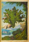 Dioskurides von Cibo und Mattioli – M. Moleiro Editor – Additional 22332 – British Library (London, Vereinigtes Königreich)
