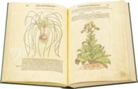 Discorsi di P. A. Mattioli illustiert von Gherardo Cibo – Aboca Museum – Rari 278 – Biblioteca Alessandrina (Rom, Italien)