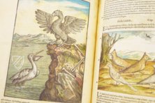 Discorsi di P. A. Mattioli illustiert von Gherardo Cibo – Aboca Museum – Rari 278 – Biblioteca Alessandrina (Rom, Italien)