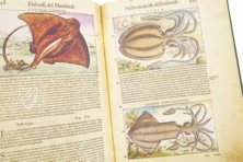 Discorsi di P. A. Mattioli illustiert von Gherardo Cibo – Aboca Museum – Rari 278 – Biblioteca Alessandrina (Rom, Italien)