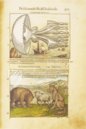 Discorsi di P. A. Mattioli illustiert von Gherardo Cibo – Aboca Museum – Rari 278 – Biblioteca Alessandrina (Rom, Italien)