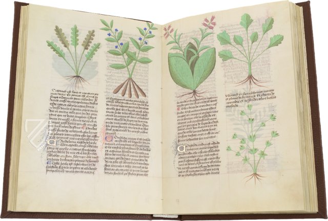 Faszination Heilpflanzen – Est. 28 = alfa M. 5. 9 – Biblioteca Estense Universitaria (Modena, Italien) Faksimile