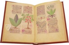 Faszination Heilpflanzen – Imago – Est. 28 = alfa M. 5. 9 – Biblioteca Estense Universitaria (Modena, Italien)