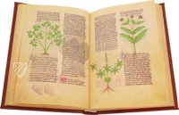 Faszination Heilpflanzen – Imago – Est. 28 = alfa M. 5. 9 – Biblioteca Estense Universitaria (Modena, Italien)