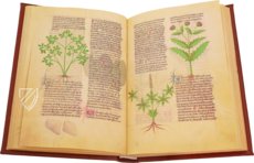 Faszination Heilpflanzen – Imago – Est. 28 = alfa M. 5. 9 – Biblioteca Estense Universitaria (Modena, Italien)