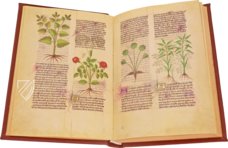 Faszination Heilpflanzen – Imago – Est. 28 = alfa M. 5. 9 – Biblioteca Estense Universitaria (Modena, Italien)